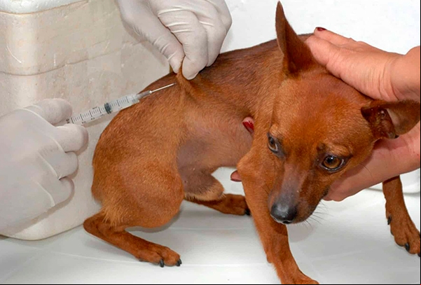 Noticia campanha-de-vacinacao-antirrabica-tem-saldo-de-mais-de-3-mil-animais-vacinados-em